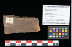 Foto (Objekt + Etikett) von Widdringtonia ungeri Endl. (NHMW-GEO-2024-0188-0123)